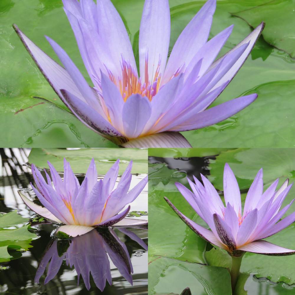 お出かけ先の画像 by かずやんさん | お出かけ先と熱帯睡蓮 ペンシルベニアと掛川花鳥園と神代植物園