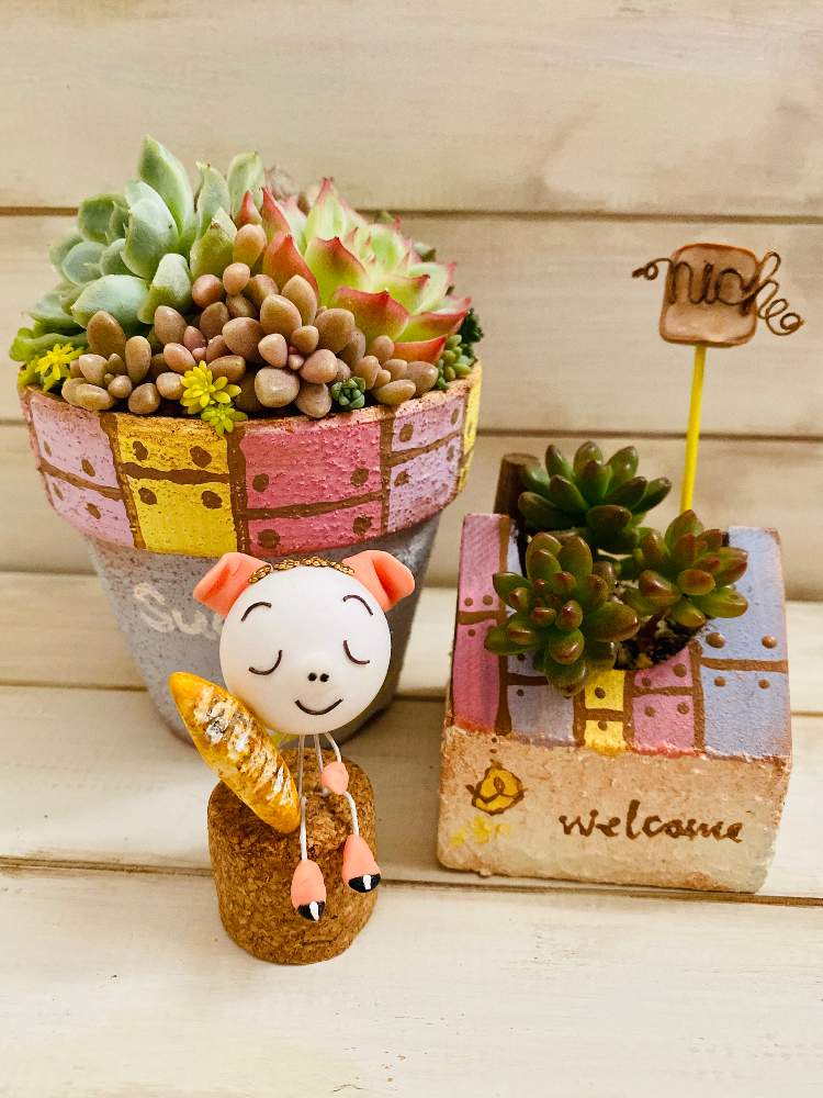 部屋の画像 by pizzicato (ピチカート)さん | 部屋とホワイトストーンクロプと多肉植物とたにこやCUBEとブーコロちゃんとヒヤミカチ首里城!とnicheピックとひやみかち首里城!とBAKECAFE nicheとバラと夢CLUBとたに倶楽部とタニラーとたにこや鉢とかわいいな♡とたにおたくらぶと多肉寄せ植えとハピコロちゃん