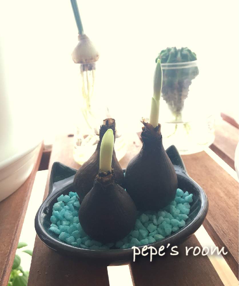 の画像 by ★pepe★さん | 初心者ですとうつくしま福島と放置栽培と自己満足と癒しと東北と可愛いと花のある暮らしと被災地にエールを…。とリビング窓辺と球根植物とやっぱり花が好き♡とiPhone撮影
