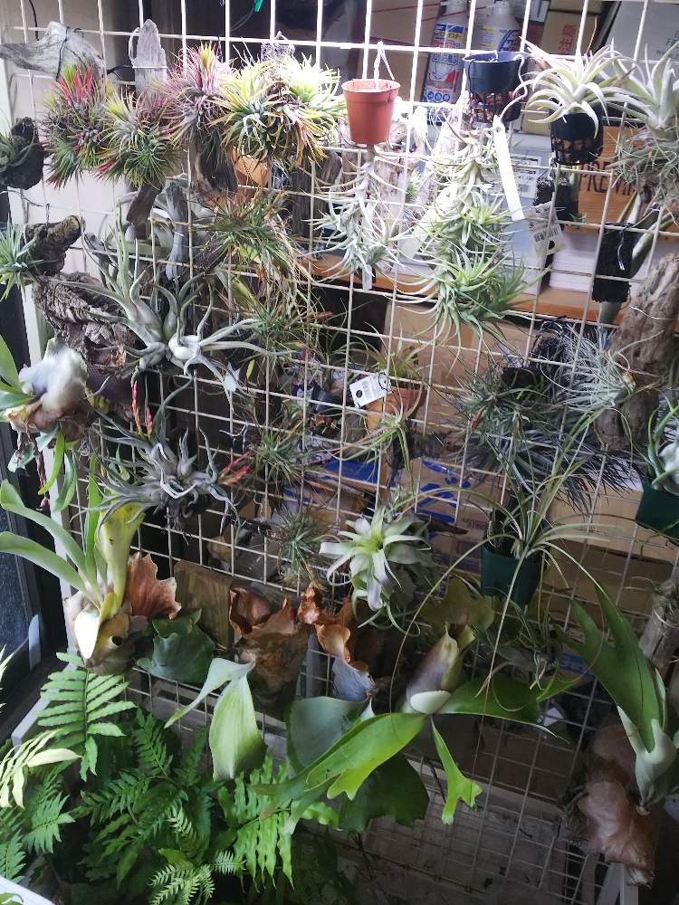 部屋の画像 by ましゅさん | 部屋と着生植物と室内と着生とかわった植物とウラボシ科とシダの仲間とシダのある暮らしとシダ愛好会とビカクシダ属とビザールプランツとエアープランツ/チランジア