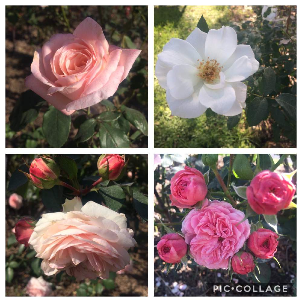 お出かけ先の画像 by ちこさん | お出かけ先とばら バラ 薔薇とかのやばら園とピンク色の花と花のある暮らしとかわいいな♡