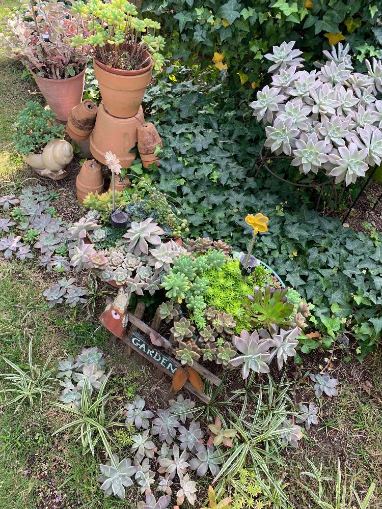 の画像 by ゆかりんさん | 多肉植物とドライフラワーともりもり多肉と多肉植物寄せ植えと多肉女子と花のある暮らし
