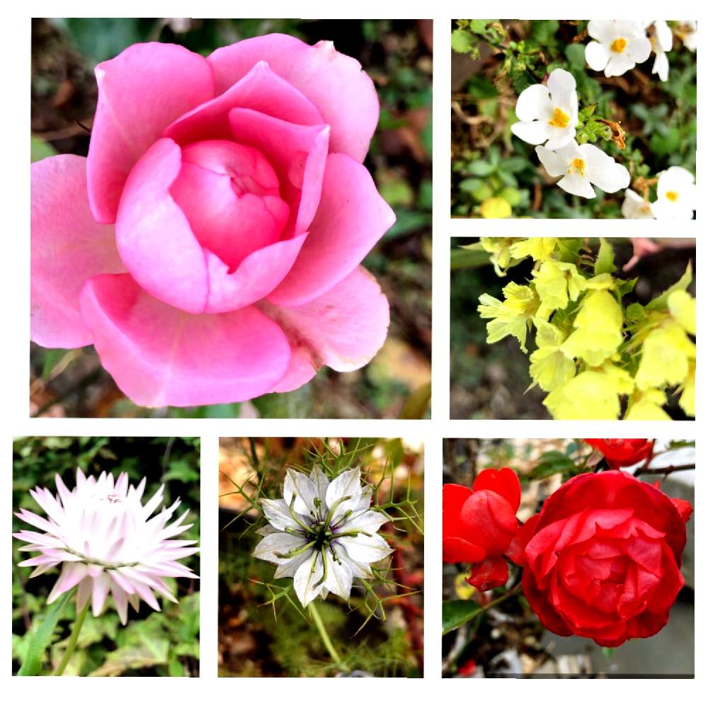 広い庭の画像 by よー ٩( ᐛ )وさん | 広い庭とニゲラとムギワラギクとミニ薔薇 名前不明とミニ薔薇 名前不明とバコバとスターチス