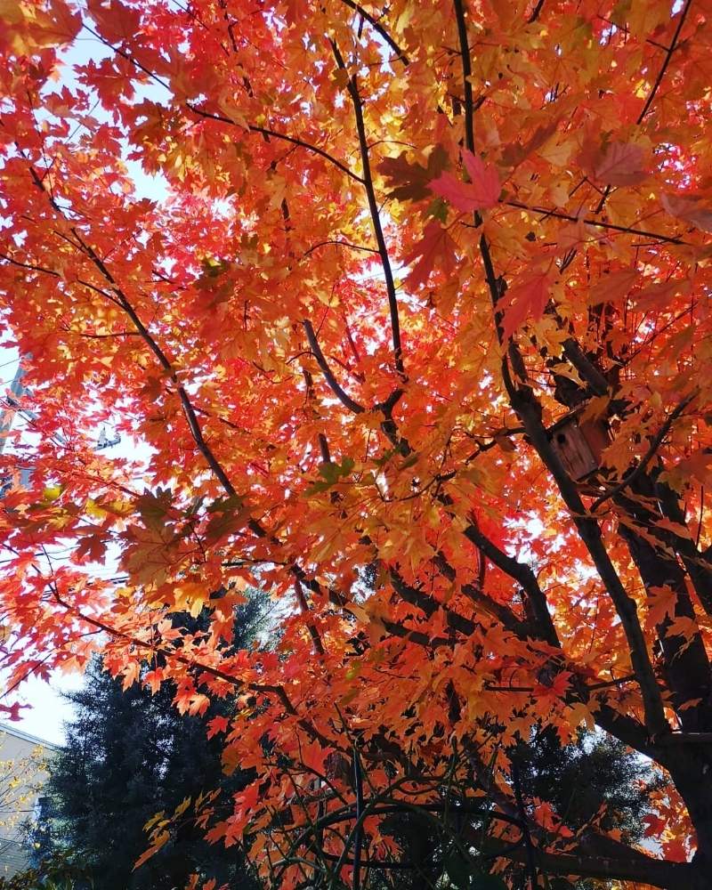 小さな庭の画像 by takako *さん | 小さな庭とカエデとオータムブレイズと秋の庭と紅葉(こうよう)と庭木と我が家のお庭の紅葉フォトコンと今日の花と紅葉を楽しむと北海道
