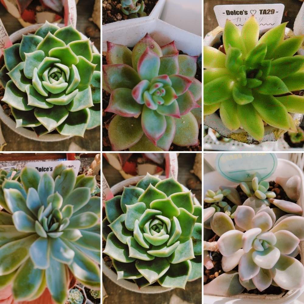 広い庭の画像 by smilehappynaturalさん | 広い庭と多肉植物と北部九州多肉の会とGS映えとナチュラルガーデンとGS日和とno green no lifeと緑のある暮らしとnaturalgardenと紅葉(こうよう)と多肉好きな人と繋がりたいと多肉女子と我が家のお庭の紅葉フォトコンと庭のある暮らしとF29会とタニラーとjunkgardenとガーデニングと花のある暮らしと多肉寄せ植え