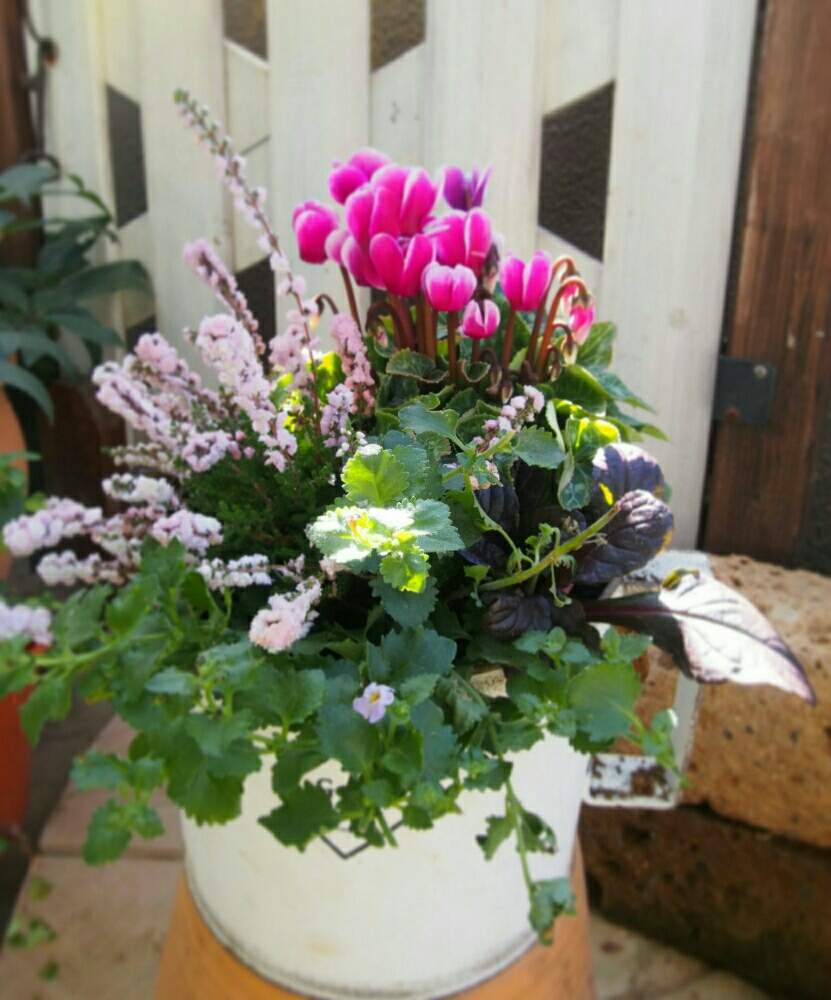 お出かけ先の画像 by Humming Garden♪さん | お出かけ先とハンギングバスケットと寄せ植えと多肉植物寄せ植えとナチュラルガーデンとベランダガーデンとイベント出店とお花の寄せ植えと今日のお花とコンテナガーデンと庭仕事とガーデニングと花のある暮らしとアウトドアリビングと花の寄せ植え
