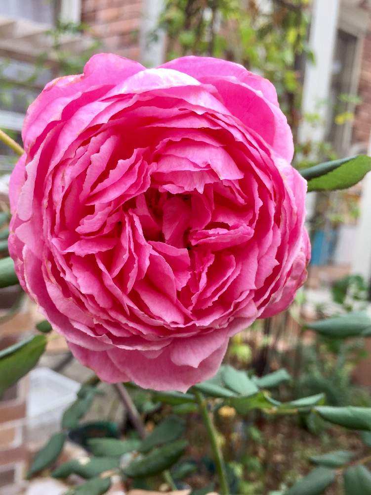 の画像 by Mの森さん | アランティッチマーシュとHTCと薔薇愛同盟と薔薇に魅せられてと植中毒と花のある暮らしと薔薇♪とMの森の薔薇2019とロザリアン