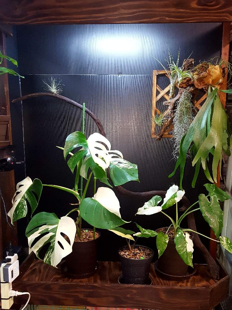 棚の画像 by 武藏さん | 棚とモンステラ属と観葉植物と シンゴニウムとエアープランツ☆とクワズイモ★と緑のある暮らしと 斑入りモンステラとサトイモ 科とアロカシア属とハーフムーンと熱帯植物とモンステラ,と斑入り。とエアプランツとエアプランツ チランジアとエアプランツディスプレイと流木とエアープランツと植物のある暮らしと植物男子