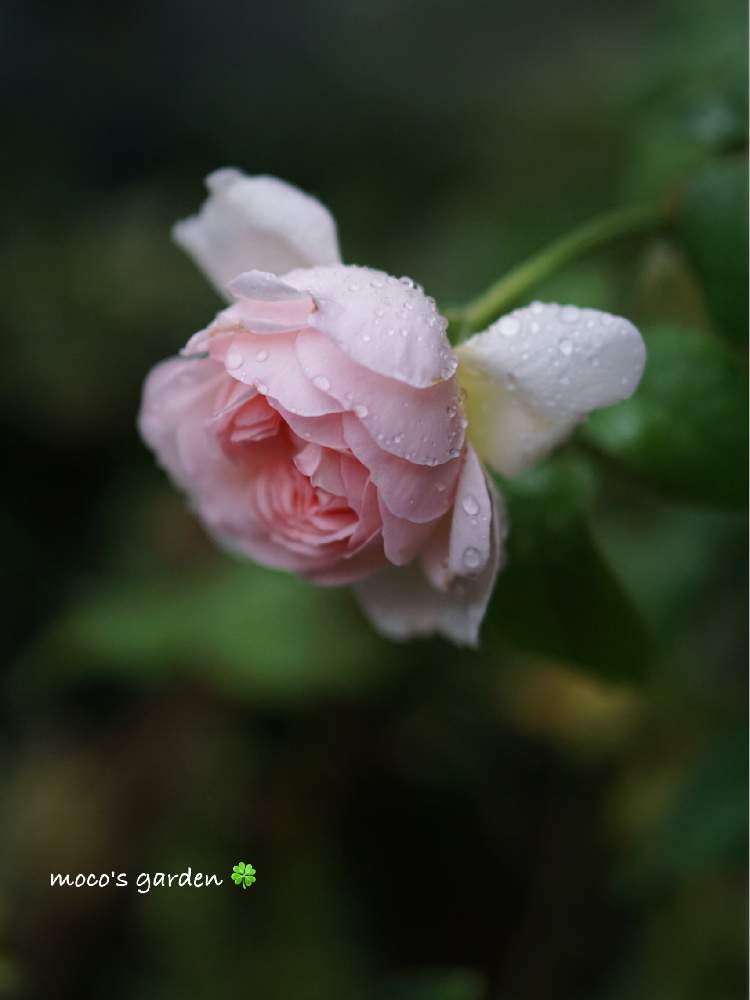 小さな庭の画像 by mocoさん | 小さな庭とシャリファ・アスマとキュンキュン乙女倶楽部とばら バラ 薔薇と庭の花とマイガーデンとGS映えとフリフリ同好会と広い庭が欲しいとミラーレス一眼と可愛いとガーデニングと花のある暮らしとばら 薔薇 バラとバラ・ミニバラと大人かわいい♪とROGAN( ⚯̫ )とうどん県人会とオシャレな庭が欲しい