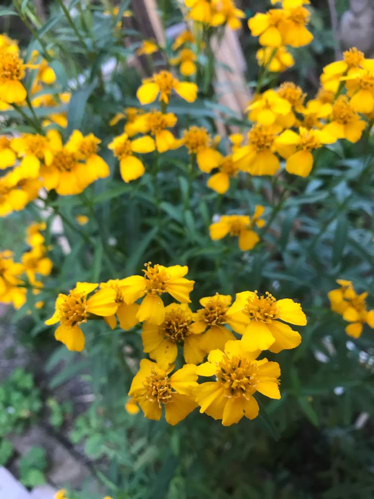 広い庭の画像 by ポポーさん | 広い庭とレモンマリーゴールドとTagetes lemmoniiと植中毒とハーブと実生と珍奇植物と花のある暮らしと家庭菜園奮闘日記と熱帯植物と有用植物とガチ農業とフルーツ