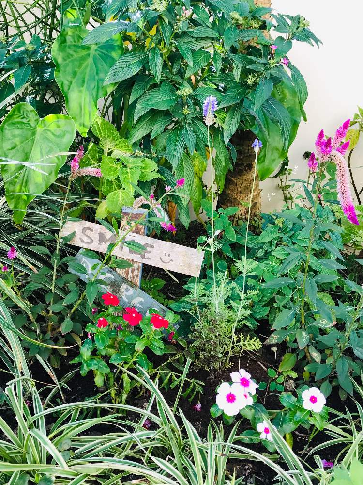 の画像 by bu--bu--chanさん | ケイトウとレースラベンダーと日々草(にちにちそう)と自宅にてと庭の花とokinawaと沖縄とオキナワと我が家と庭散策と花のある暮らしとお庭とおきなわ