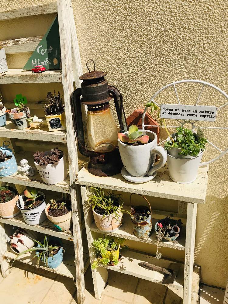 棚の画像 by bu--bu--chanさん | 棚と多肉植物と自宅にてとokinawaと沖縄とオキナワと我が家と庭散策と多肉女子とさぼてんとお庭とおきなわ