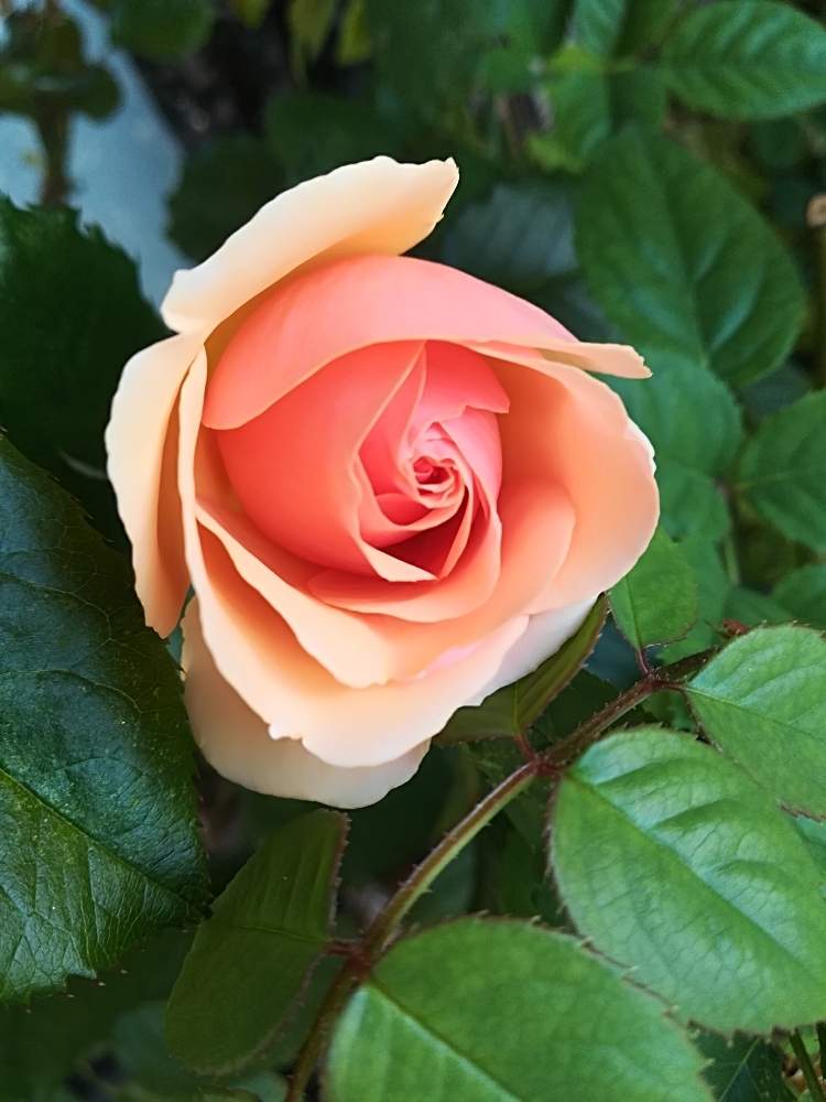 バルコニー/ベランダの画像 by 巫女歩さん | バルコニー/ベランダと薔薇 アプリコット・ネクターと薔薇のある暮らし♡と綺麗な花と今朝の一枚と癒し系( ⁎ᵕᴗᵕ⁎ )♡と花のある暮らしとアプリコット色