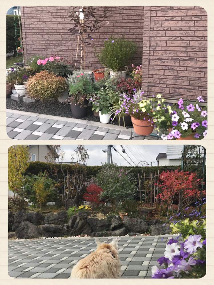 小さな庭の画像 by のえるママさん | 小さな庭とin札幌と冬が来るとin北海道と花のある暮らしとiPhone撮影