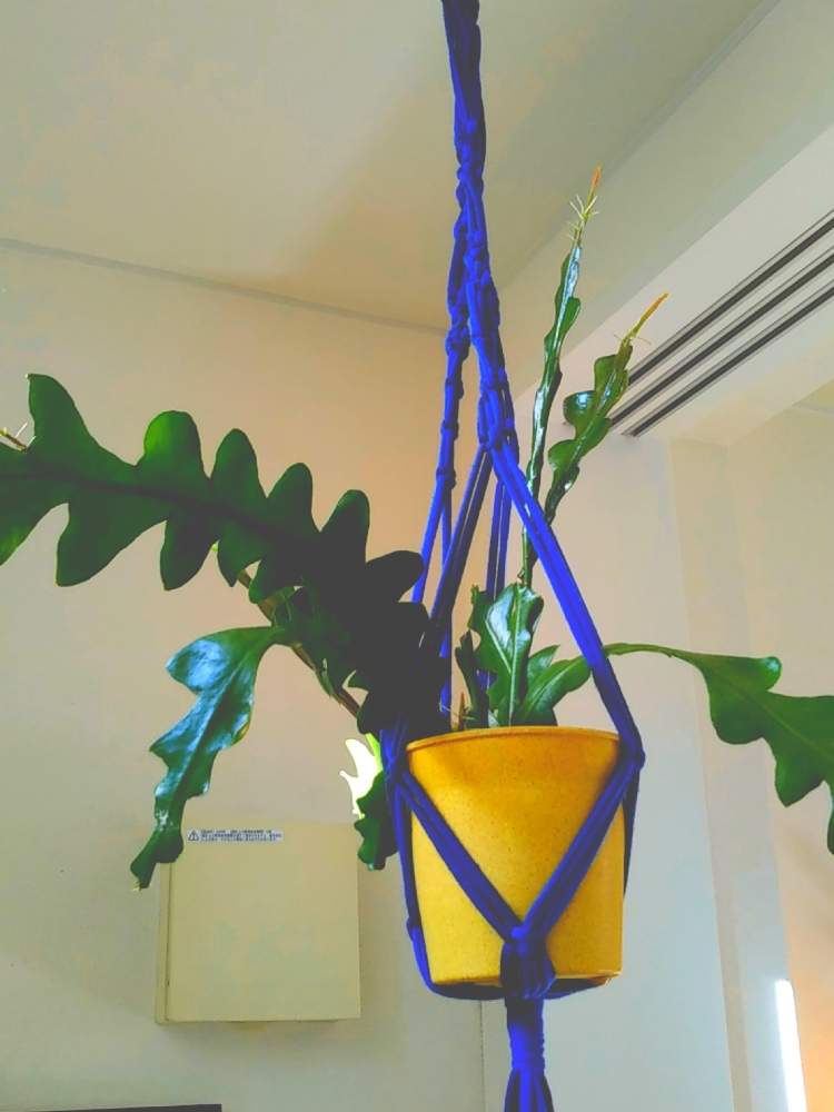 部屋の画像 by green ballさん | 部屋とフィッシュボーンカクタスとジグザグカクタスと多肉植物と観葉植物とサボテン☆と癒やしと吊り下げと個性的と垂れ下がり系とインテリアグリーン