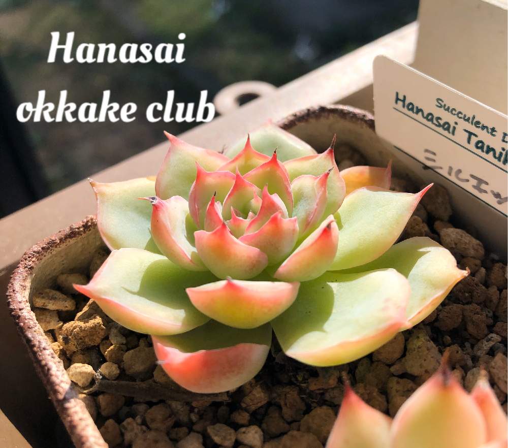バルコニー/ベランダの画像 by Misakiさん | バルコニー/ベランダとエケベリア シルエットと多肉植物とSucculentgardenMisakiとhanasai taniku worksと韓国苗に夢中(ㅅ´ ˘ `)♡と千葉県といつもありがとう♡と多肉大好きとノンフィルターと多肉が癒しですと花彩の日と花彩追っかけクラブと多肉女子と韓国苗と多肉植物アレンジメントインストラクターと花彩hanasaiと花彩苗と毎月8日は花彩の日と千葉タニラー