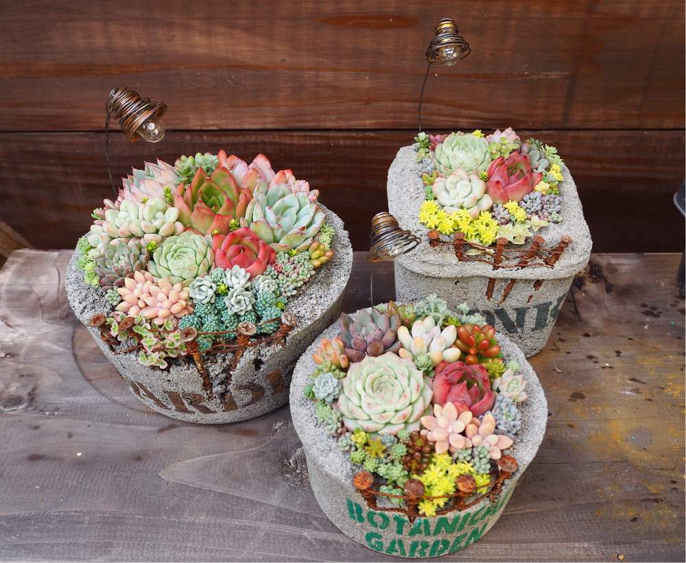 小さな庭の画像 by ikuraさん | 小さな庭と多肉植物と多肉小屋とbizarrefarmautumnfesとイベント用とコンクリート鉢とお気に入りともりもり多肉とお誘いとお箸で多肉とGS映えと多肉女子とリメ缶・リメ鉢と秘密基地とikuraコンクリ鉢とbizarre苗