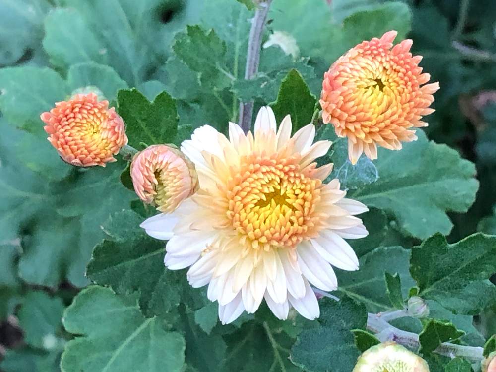 お出かけ先の画像 by **花ママ**さん | お出かけ先と今日も笑顔で♡と小さなしあわせ♡とキュンキュン乙女倶楽部と@naturalと部員No248とサーモンピンクの花とお花が好き♡と可愛いと花のある暮らしとかわいいとかわいいな♡