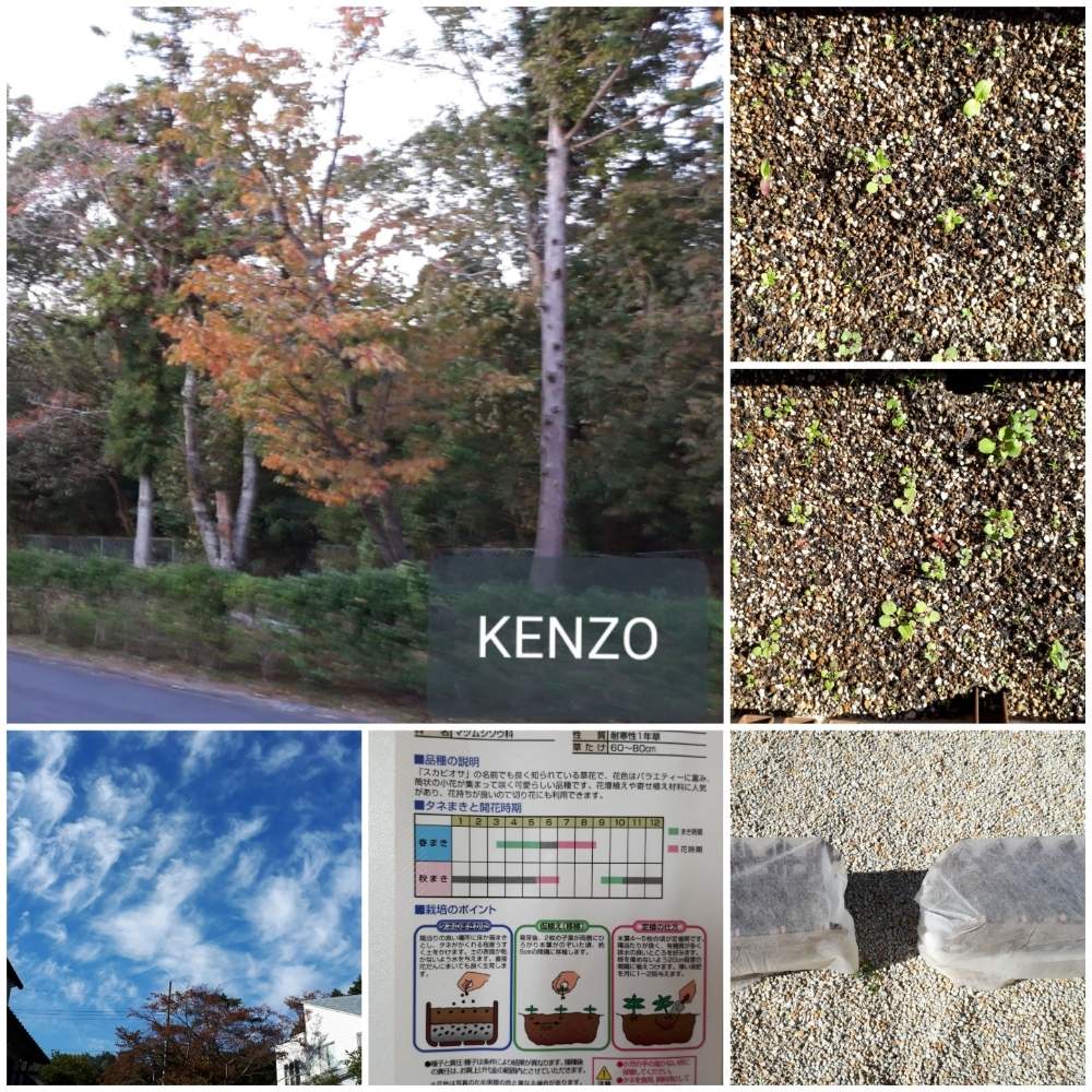 小さな庭の画像 by SENTIMENTAL-BOYさん | 小さな庭と植物のある暮らしと山野草と花言葉と庭のある暮らしと季節の変わり目とはなごよみと花好きと花のある暮らしと春夏秋冬と暮らしの仲間たちと秋まきと高山植物類