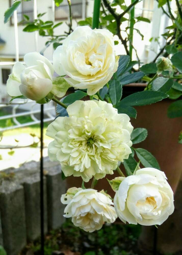 小さな庭の画像 by ひまわりさん | 小さな庭とグリーンアイスとばら バラ 薔薇と薔薇に魅せられてといやされる♡と花のある暮らしとかわいいな♡と素敵