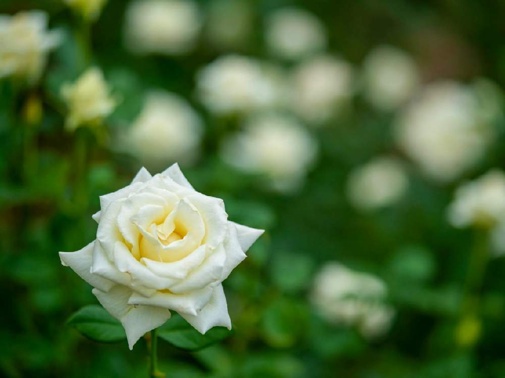 お出かけ先の画像 by zutchyさん | お出かけ先とばら バラ 薔薇とGreenSnapmarcheと神代植物公園と花のある暮らしとGREEN UP!
