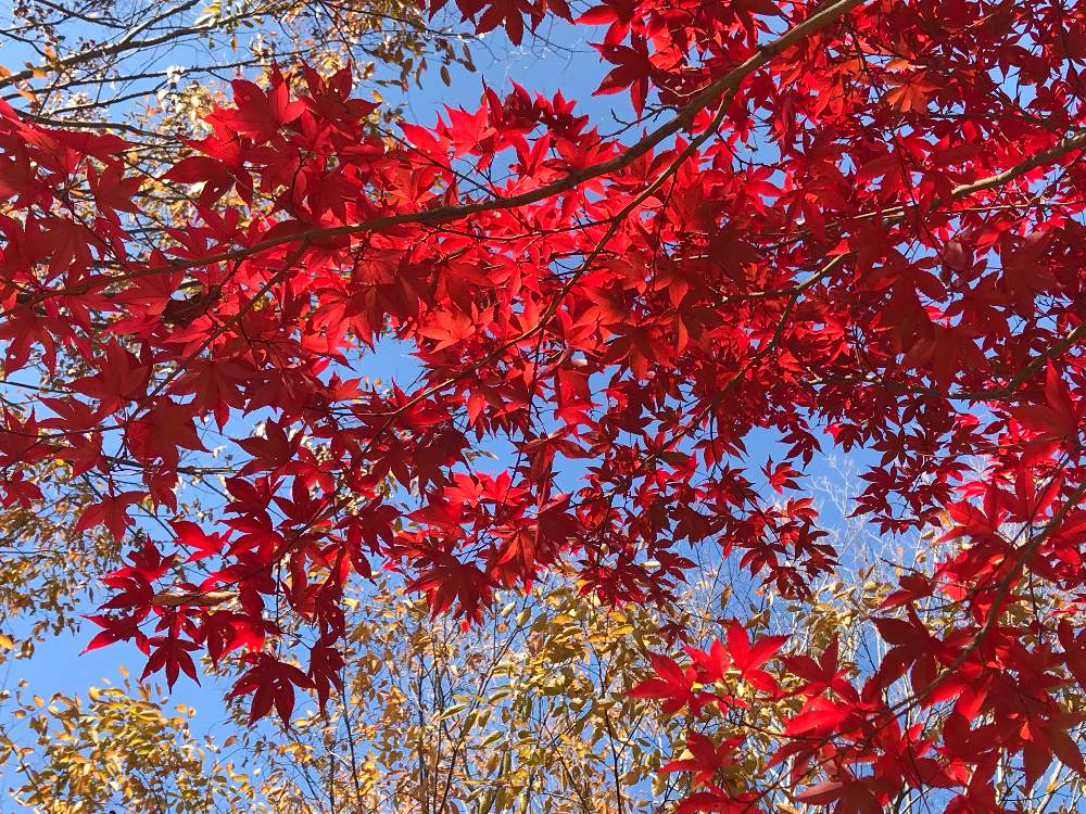 お出かけ先の画像 by angelさん | お出かけ先とモミジとイロハモミジと紅葉(こうよう)とみずがき湖と山梨県北杜市と瑞牆山と落葉高木
