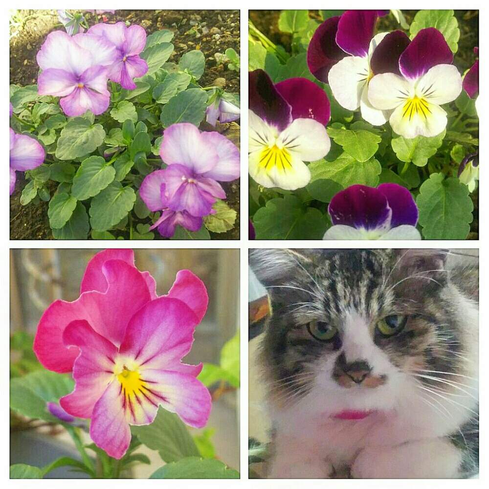 広い庭の画像 by キーコさん | 広い庭とモモとビオラとHTCと花のある暮らしと猫のいる暮らしとキーコ′s ガーデンと冬の匂いとキュンキュン乙女倶楽部No.54