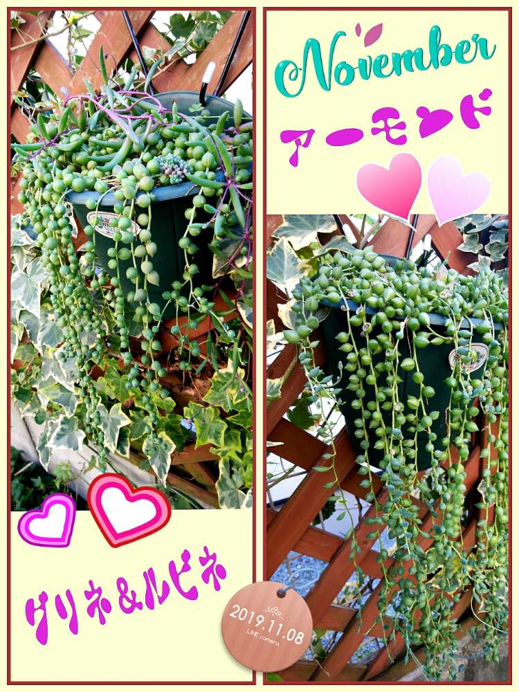 小さな庭の画像 by ☆みなみ☆さん | 小さな庭と感動!と繋がりに感謝と日々の暮らしの中の幸せと今日も多肉三昧!とたにおたくらぶ152と癒しをありがとうと秋色と発見と私の癒し系達♡と今日の見~つけた!とたにおたくらぶとネックレスの日