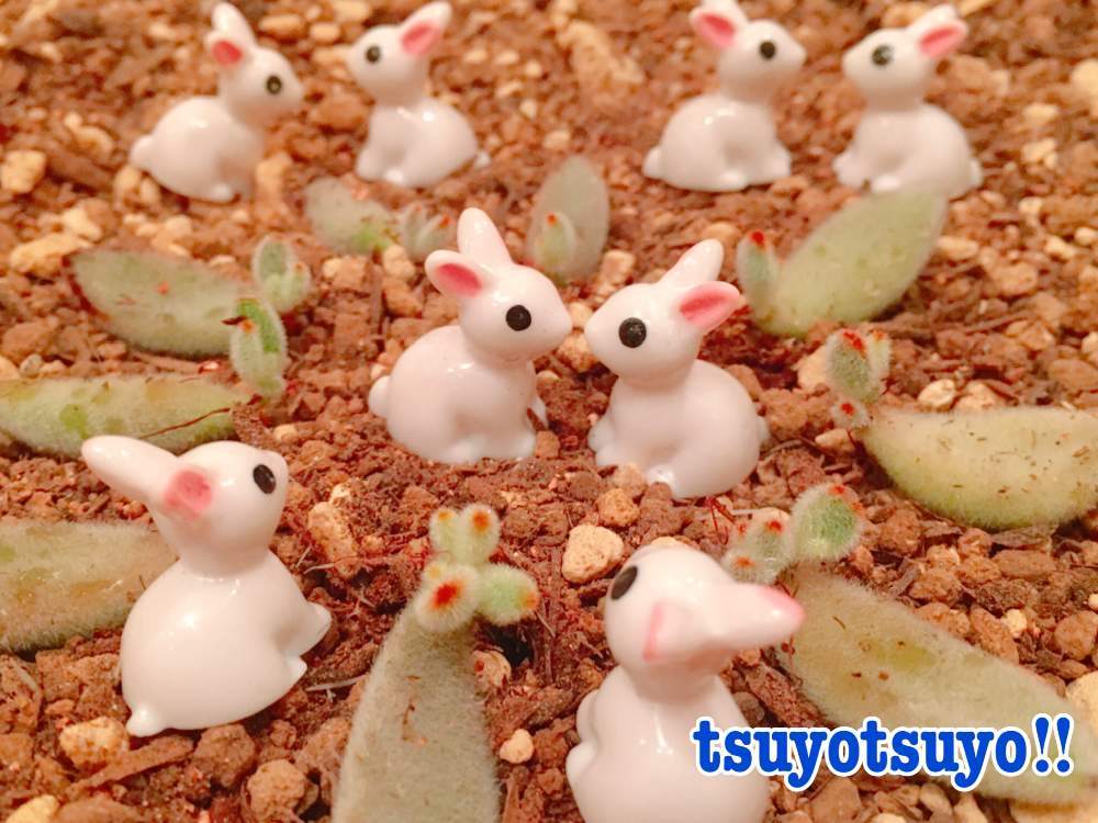小さな庭の画像 by tsuyotsuyo!!さん | 小さな庭と月兎耳と多肉植物とミニ多肉と多肉植物 多肉の有るくらし