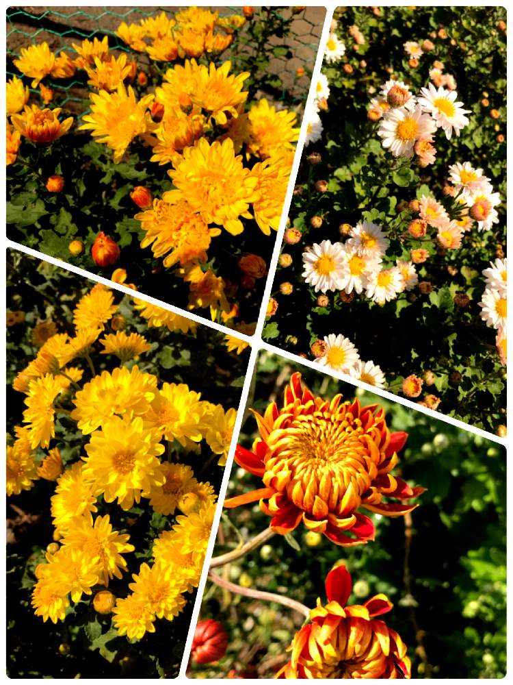 広い庭の画像 by らみさん | 広い庭とキクと地植えとキク科と花のある暮らしと義母シリーズ