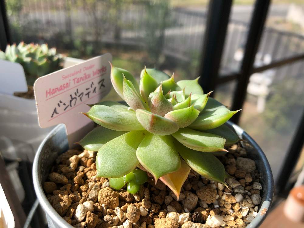 バルコニー/ベランダの画像 by Misakiさん | バルコニー/ベランダとベンヴァディスと多肉植物とSucculentgardenMisakiとhanasai taniku worksと韓国苗に夢中(ㅅ´ ˘ `)♡と千葉県といつもありがとう♡と多肉大好きとノンフィルターと多肉が癒しですと花彩の日と花彩追っかけクラブと多肉女子と韓国苗と多肉植物アレンジメントインストラクターと花彩hanasaiと花彩苗と毎月8日は花彩の日と千葉タニラー