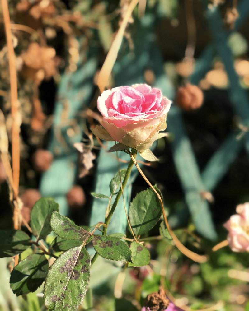 小さな庭の画像 by イングリッシュガーデンさん | 小さな庭と薔薇ミミエデン挿し木苗とふうせんかずらとかわいい♡とGS映えと挿し木と綺麗なお花と薔薇挿し木とお庭の植物と可愛いと挿し木から成長と花のある暮らしとかわいいな♡と色合いがキレイ
