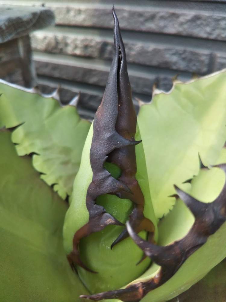 の画像 by crazypig405さん | アガベとアガベ チタノタとAgave titanota "Black Fire"と多肉植物とトゲトゲとハイブリッドアガベと多肉大好きとおひとりさま多肉と狂豚日記とエンゲイ係数高めと植中毒と狂豚の独り言とアガベ交配種とタニラーと珍奇植物とアガベ大好きとタニクちゃんとアガベ属