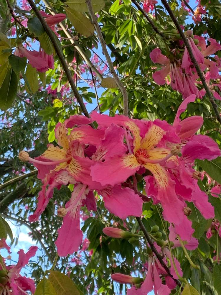 お出かけ先の画像 by ぷ〜にゃん♪さん | お出かけ先とトックリキワタと南国の花と沖縄でよく見かける植物と沖縄北部と花のある暮らしと沖縄で秋に見かけるお花と沖縄の秋景色