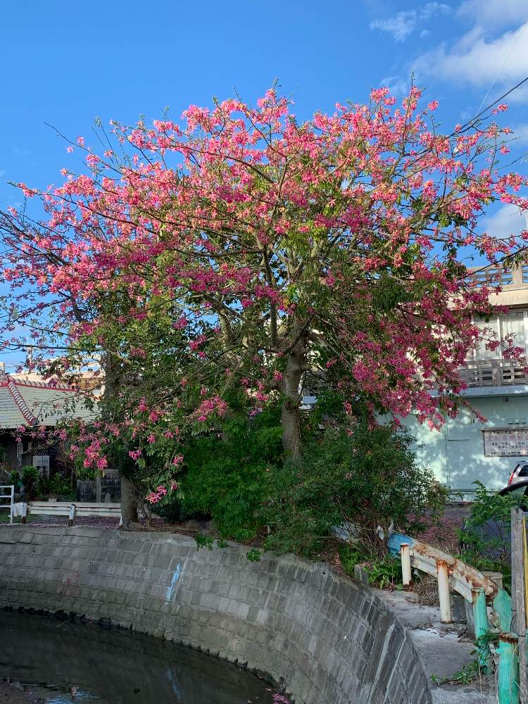 お出かけ先の画像 by ぷ〜にゃん♪さん | お出かけ先とトックリキワタと南国の花と沖縄でよく見かける植物と沖縄北部と花のある暮らしと沖縄で秋に見かけるお花と沖縄の秋景色