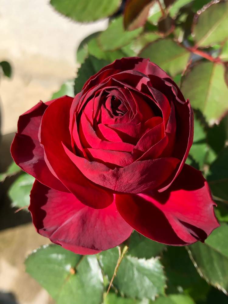 テラスの画像 by まゆらさん | テラスと薔薇 名無しと挿し木から成長と薔薇好きとバラ・名無しとネコ大好き