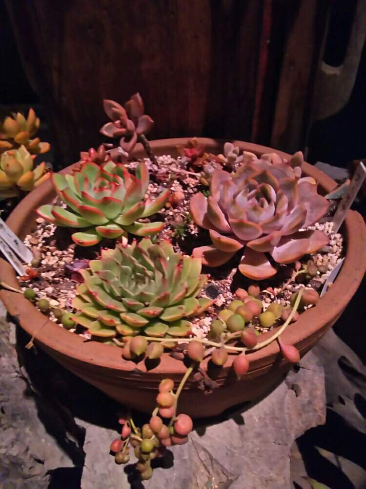 玄関の画像 by 葉菜さん | 玄関と多肉植物と多肉大好きと記念撮影と60%OFF丼と植中毒とリメ鉢と鳥取県と鳥取タニラー