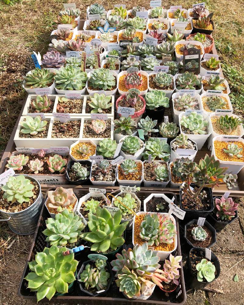 小さな庭の画像 by Misakiさん | 小さな庭と多肉植物と沙羅姫マニアとSucculentgardenMisakiと水やりと千葉県と多肉大好きと沙羅姫牡丹好きと多肉の日光浴と多肉が癒しですと日光浴と多肉女子と韓国苗と多肉植物アレンジメントインストラクターと花彩苗と千葉タニラー