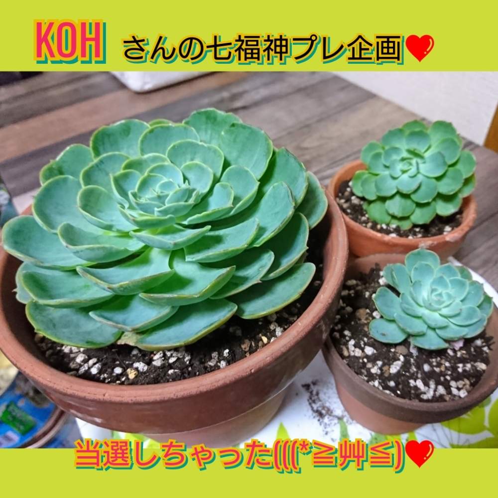 部屋の画像 by のりっぺさん | 部屋とエケベリア 七福神さまと当選しちゃった❤️と素敵な贈り物♥️とKOH七福神と朝晩…寒っ (((^^;)とも〰️秋かしら❤️とタニラーと花のある暮らしと多肉ちゃん初心者と楽しい園芸o(^o^)oとバルコニスト
