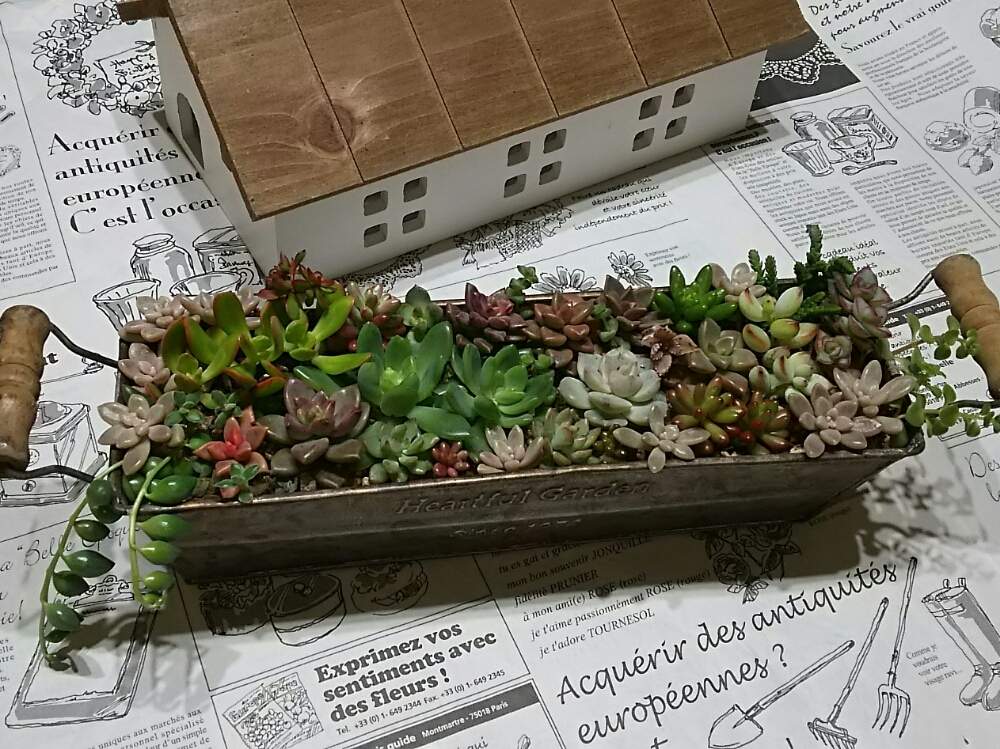 部屋の画像 by さすけくんさん | 部屋と多肉植物と 虹の玉とブロンズ姫とクラッスラ属と黄麗(おうれい)と寄せ植えとピーチネックレス♡と多肉・オーロラと若緑☆と姫秀麗❤と 紅稚児と多肉の宝箱と冬の寄せ植えフォトコンテストと『秋の紅葉多肉』フォトコンテストと多肉 グリーンネックレスとブリキ