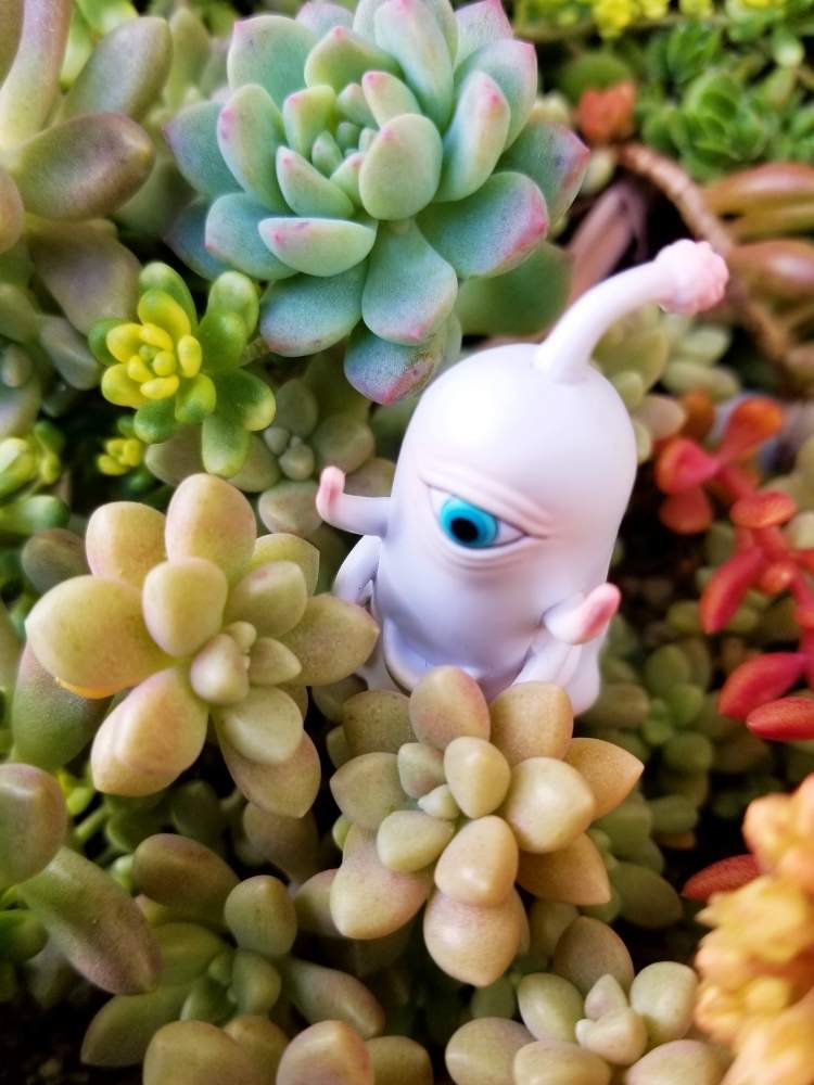 の画像 by そばちょこさん | 寄せ植えとヒグチユウコフィギュアと全国オヤジ連合会と植中毒とHTC NO.158と多肉女子とタニラーと多肉寄せ植え