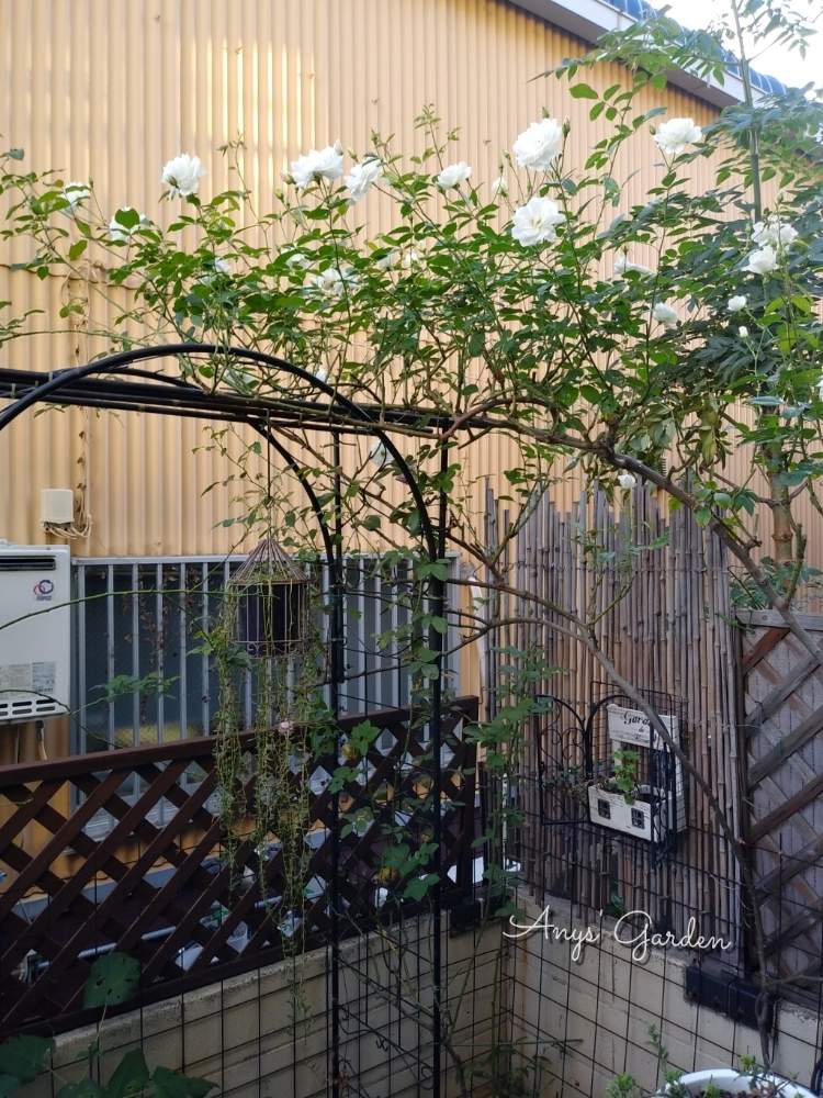 小さな庭の画像 by ANYさん | 小さな庭と庭の風景と嬉しいな♡とつる薔薇 アイスバーグと薔薇に魅せられてと癒しとおきにいり ♡と薔薇のある暮らし♡と頑張ってと花のある暮らしと薔薇♪と薔薇 ノヴァーリスと庭の宿根草と咲いた!