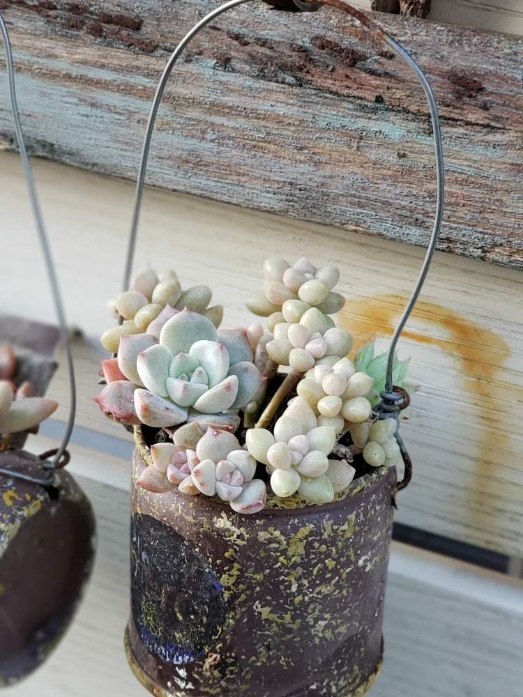 小さな庭の画像 by hiromi*さん | 小さな庭と多肉植物とリメ缶と寄せ植えとGS映えとセダム寄せ植えとナチュラルガーデンとセリアと多肉女子と雑貨とハンドメイド
