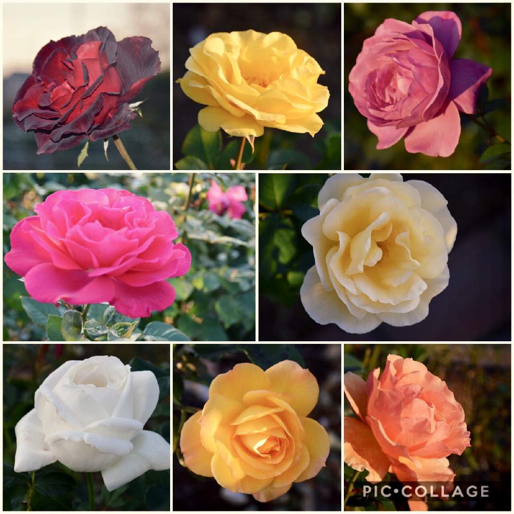 お出かけ先の画像 by tirolchocoさん | お出かけ先と薔薇と秋バラと伊奈町制施行記念公園と綺麗と花のある暮らしと薔薇♪