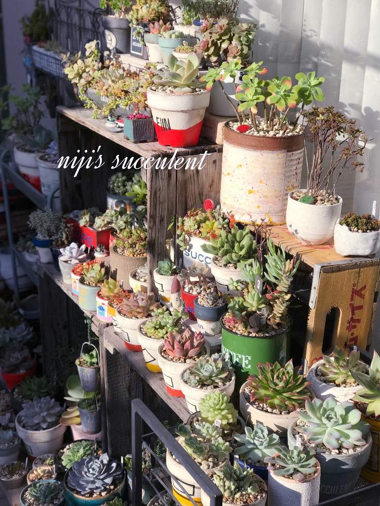 バルコニー/ベランダの画像 by nijiさん | バルコニー/ベランダと多肉と多肉植物とリメ缶とJUNK Gardenと植物オタクとjunkと多肉植物のある暮らしとno green no lifeと植中毒とリメ鉢と多肉女子とタニラーと多肉寄せ植えとsucculent