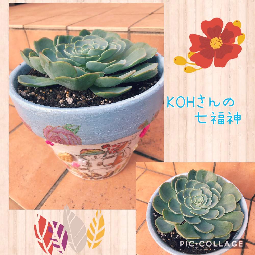 の画像 by のんのんさん | 七福神とキュンキュン乙女倶楽部と多肉大好きとありがとう♡と今日も笑顔でと多肉のある暮らしとGSミニモニ。と全国オヤジ連合会と今日も元気でとharu.kさんのリメ鉢とたにおたくらぶとKOH七福神