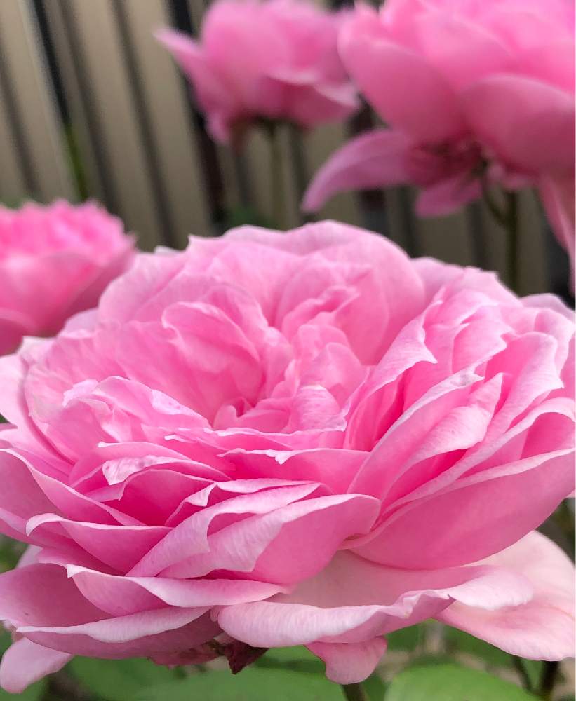 小さな庭の画像 by メグさん | 小さな庭と元気いっぱいとおつかれさまとばら バラ 薔薇と薔薇愛同盟といつもありがとう♡と癒しと私のこだわりバラとGS日和と頑張ってと森のがっこうと小さな幸せ♡とフオーユアホームと可愛いと花のある暮らしとお花のある生活と薔薇♪