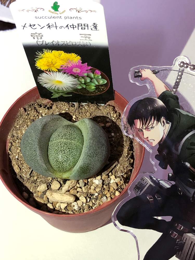部屋の画像 by ⌘クルクミン⌘さん | 部屋と帝玉と多肉植物と帝玉☆とTANIKU部と植物初心者と多肉大好きと東北多肉植物委員会とGS映えとGS日和と多肉部と植中毒と多肉女子と❤️いいね、ありがとうとタニラーとタニパト兵長と珍奇植物と 帝玉とフォロー自由とGREEN UP!と多肉初心者と多肉多肉多肉