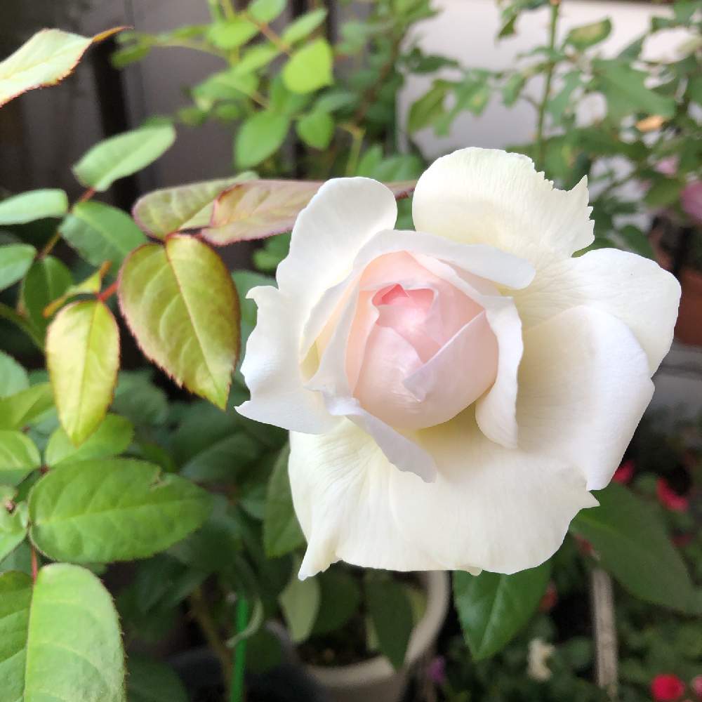 バルコニー/ベランダの画像 by さしゃおくらさん | バルコニー/ベランダとバラとボレロとばら バラ 薔薇とヒヤミカチ首里城!とバラのある暮らしと植中毒と鉢植えと花のある暮らしとバラ・ミニバラとiPhone撮影