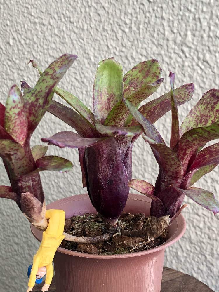 バルコニー/ベランダの画像 by ともさん | バルコニー/ベランダとネオレゲリア。と多肉植物と着生植物とムツゴロウさんとみどりのある暮らしと観葉植物と植物のある暮らしとボタニカルライフと癒しと多肉のある暮らしと植中毒と緑のある暮らしとネオレゲリア属とタンク系とネオレゲリアと大きくな〜れ!と多肉女子と記録と立派になってね!と葉っぱ好きとバルコニスト